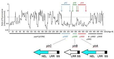 Chromosomally-Encoded Yersinia pestis Type III Secretion Effector Proteins Promote Infection in Cells and in Mice